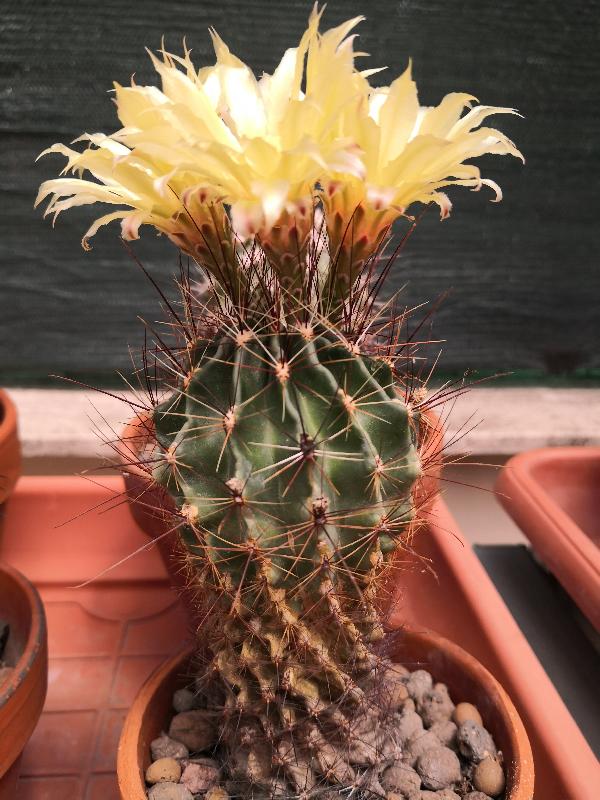 Thelocactus_setispinus_2.jpg